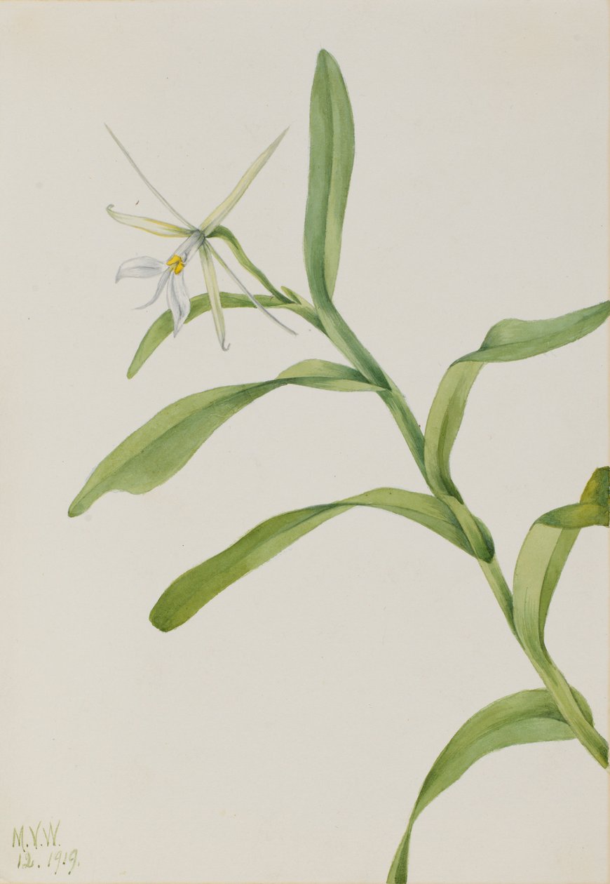Weißes Epidendrum (Epidendrum nocturnum) von Mary Vaux Walcott