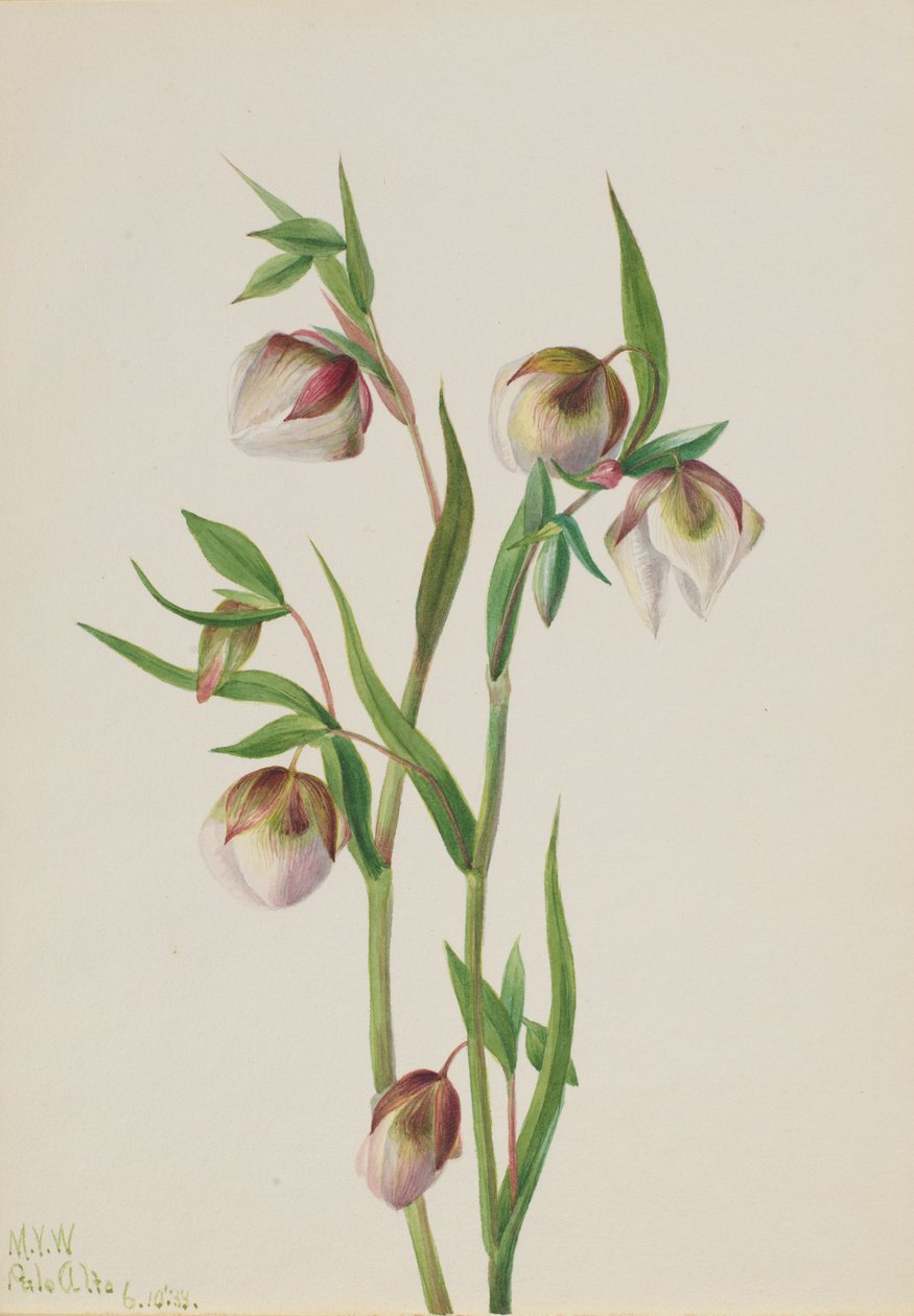 Weißer Feenlaterne (Calochortus albus) von Mary Vaux Walcott