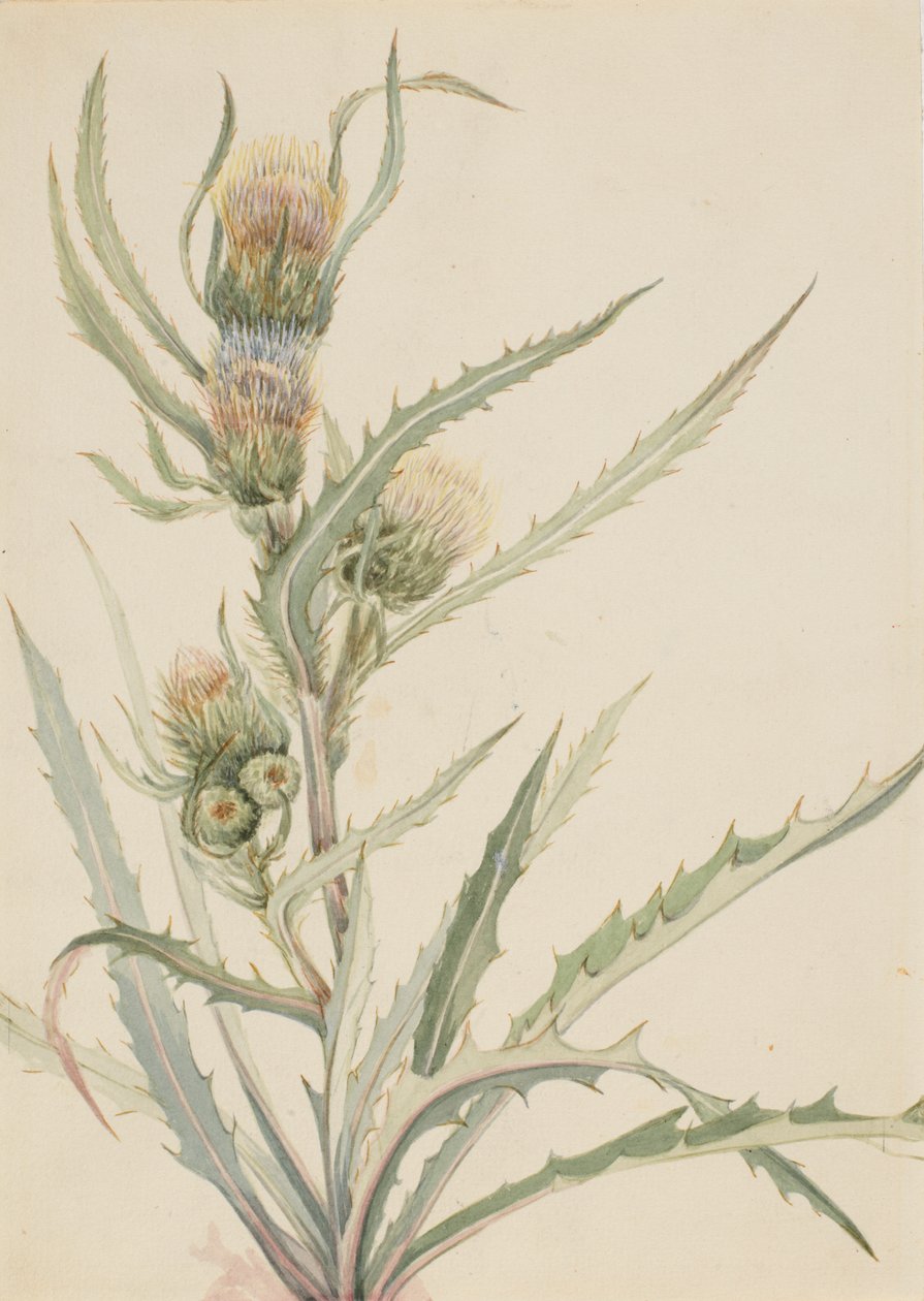 Weiße Distel Cirsium hookeranum, n.d. von Mary Vaux Walcott
