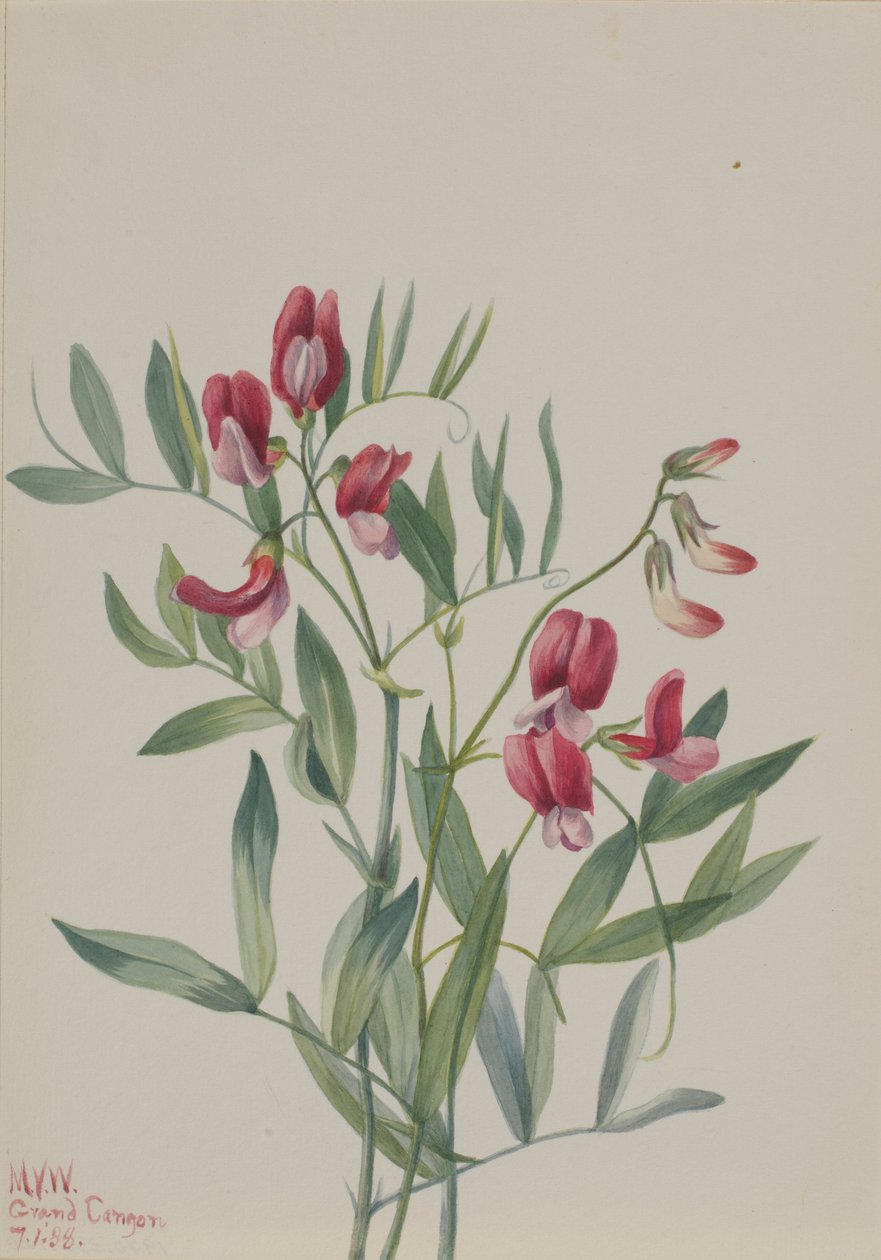 Wilde Erbse (Lathyrus decaphyllus) von Mary Vaux Walcott