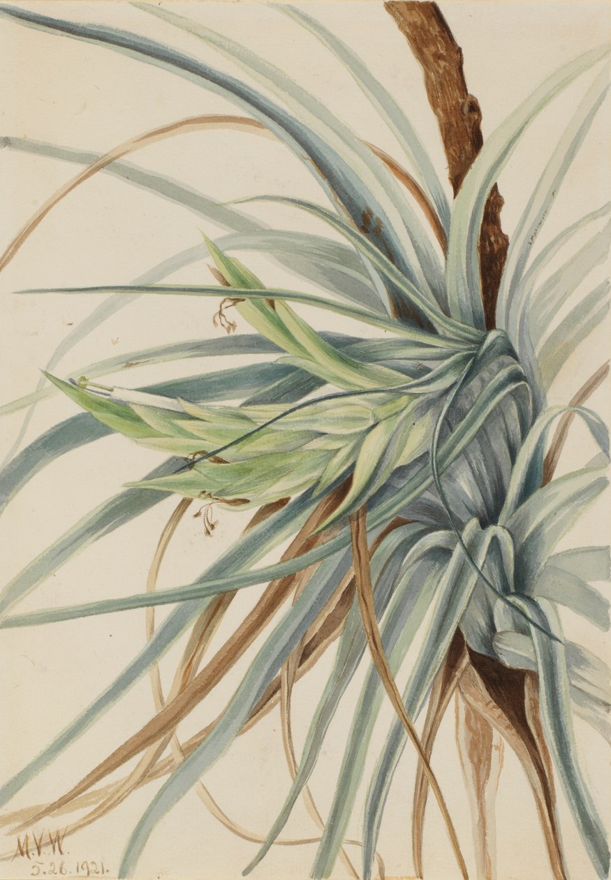 Wilde Ananas (Tillandsia fasciculata) von Mary Vaux Walcott