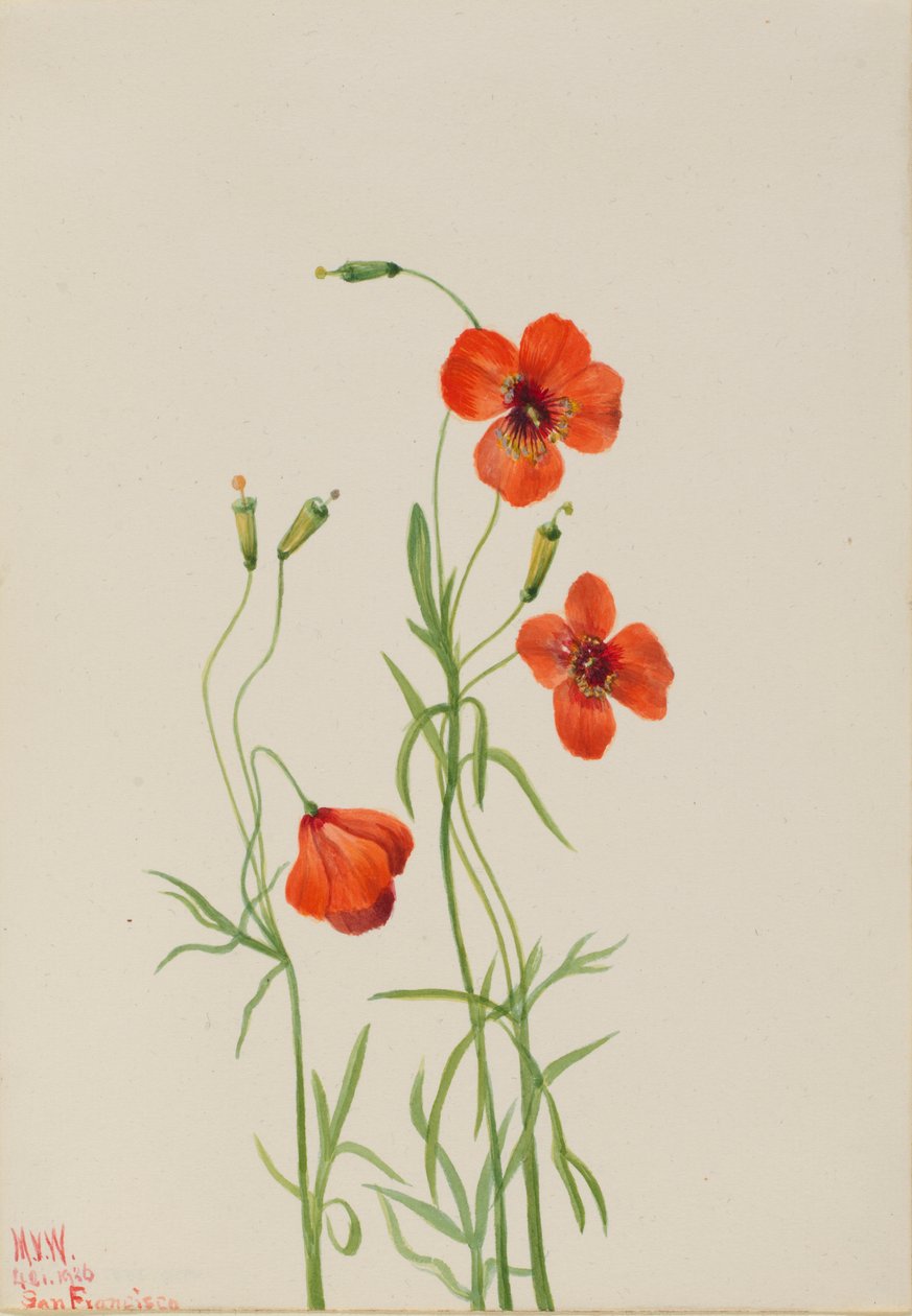 Windmohn (Stylomecon heterophylla) von Mary Vaux Walcott