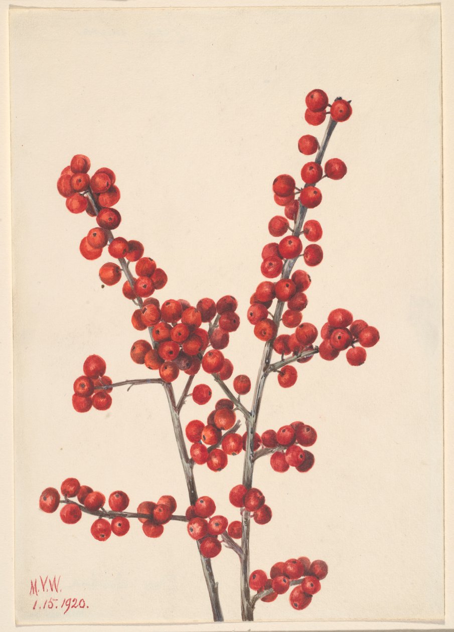 Winterbeere (Ilex verticillata) von Mary Vaux Walcott