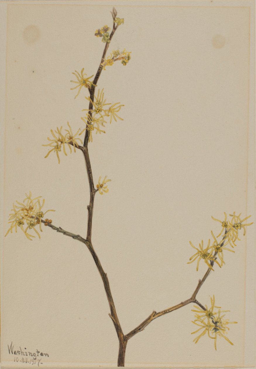 Zaubernuss (Hamamelis virginiana) von Mary Vaux Walcott