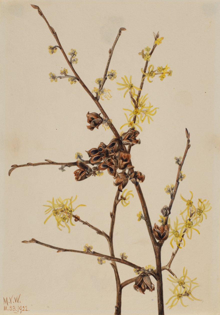 Zaubernuss von Mary Vaux Walcott