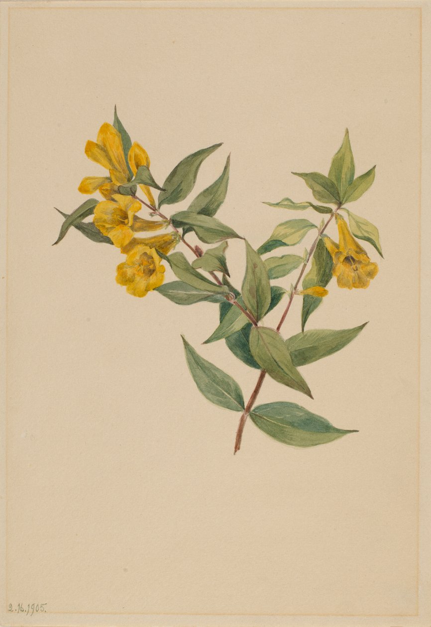 Gelber Jasmin (Gelsemium sempervirens) von Mary Vaux Walcott