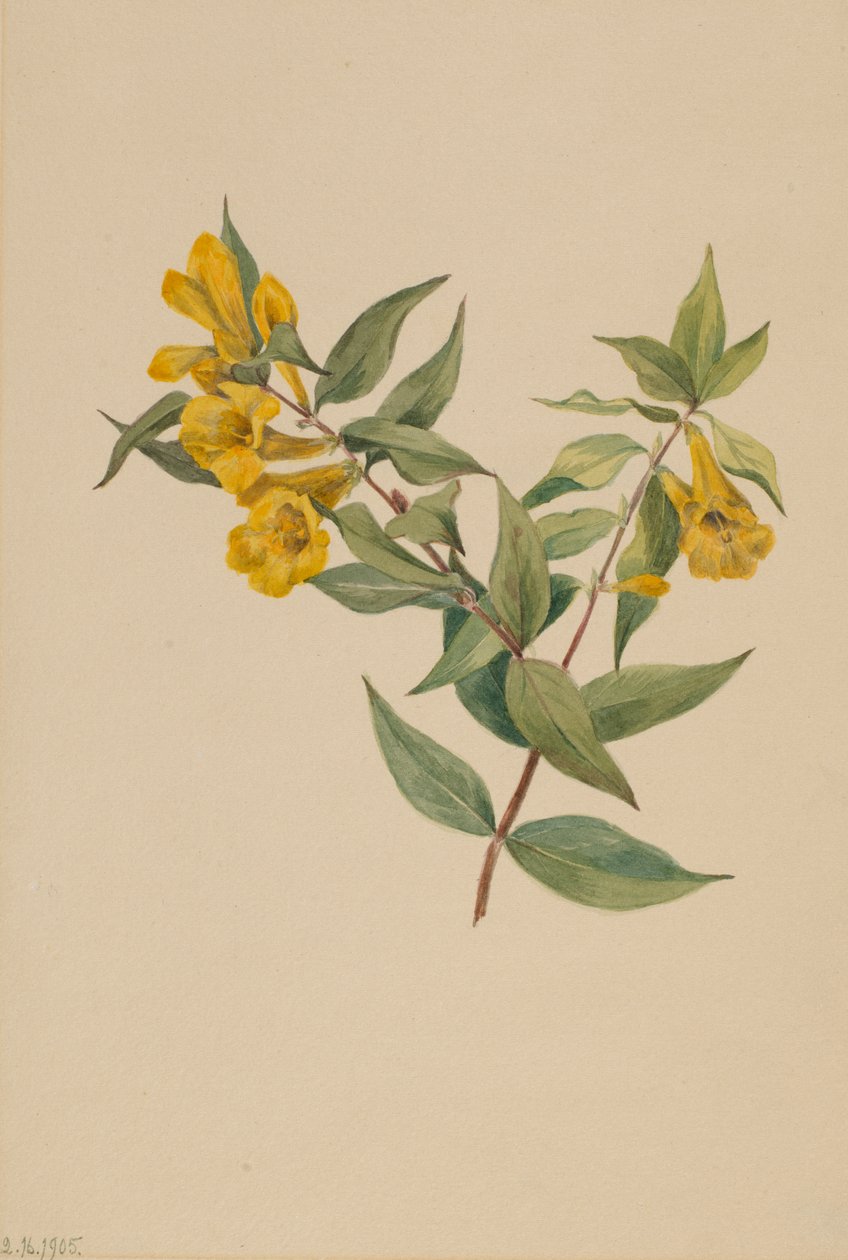 Gelber Jessamin Gelsemium sempervirens, 1905 von Mary Vaux Walcott