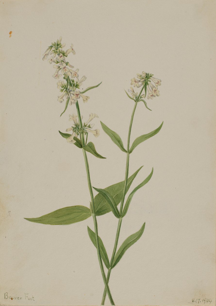 Gelber Bartfaden (Pentstemon confertus) von Mary Vaux Walcott