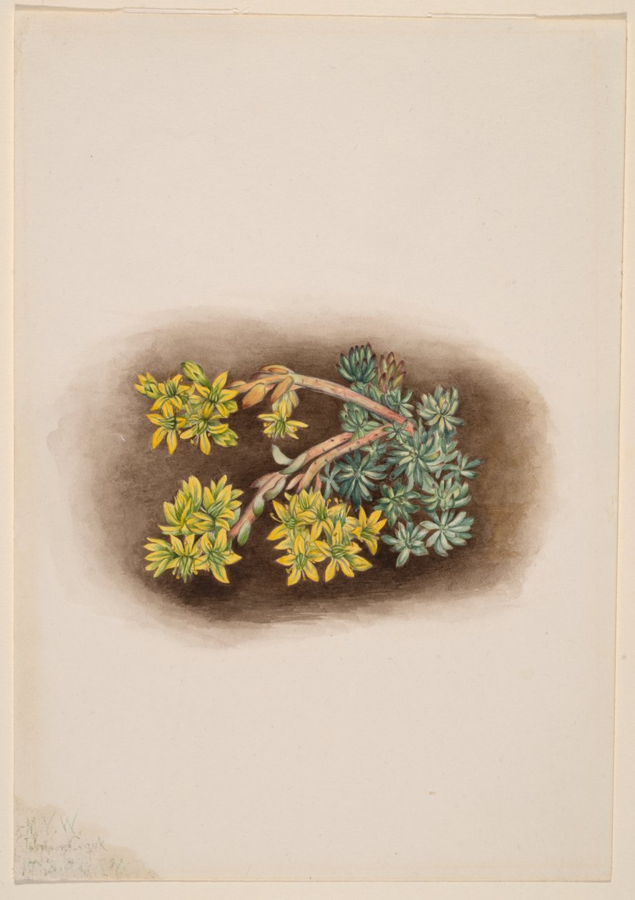 Gelber Mauerpfeffer (Sedum stenopetalum) von Mary Vaux Walcott