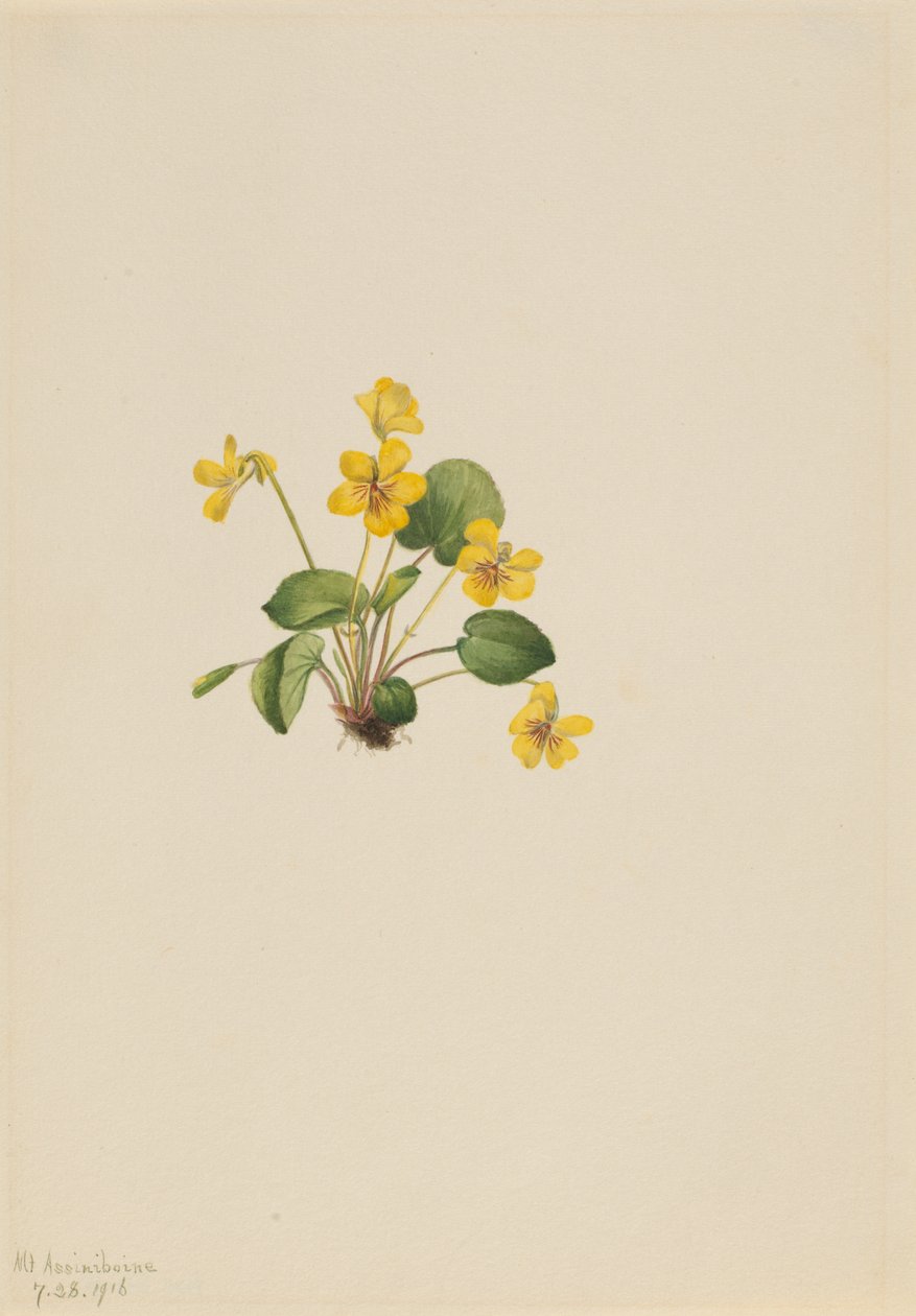 Gelbes Veilchen Viola orbiculata von Mary Vaux Walcott