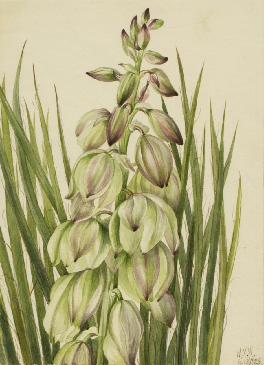 Yucca (Yucca baileyi), 1928 von Mary Vaux Walcott