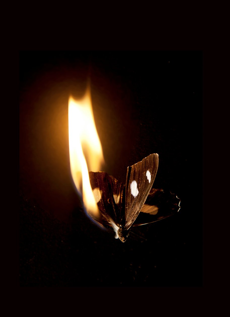Brennender Schmetterling 21, 2013 von Mat Collishaw