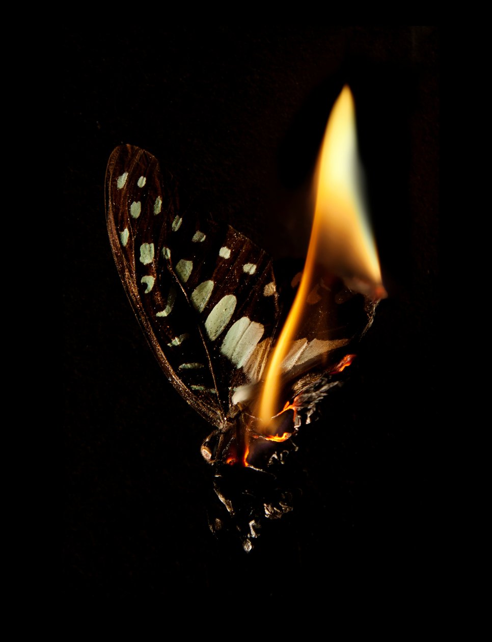 Brennender Schmetterling 24 von Mat Collishaw