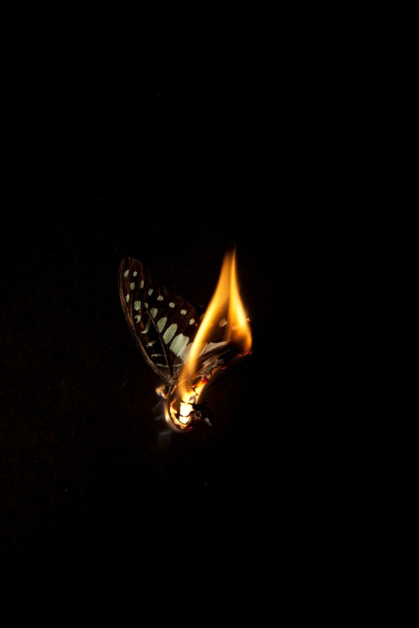 Brennender Schmetterling 2, 2013 von Mat Collishaw