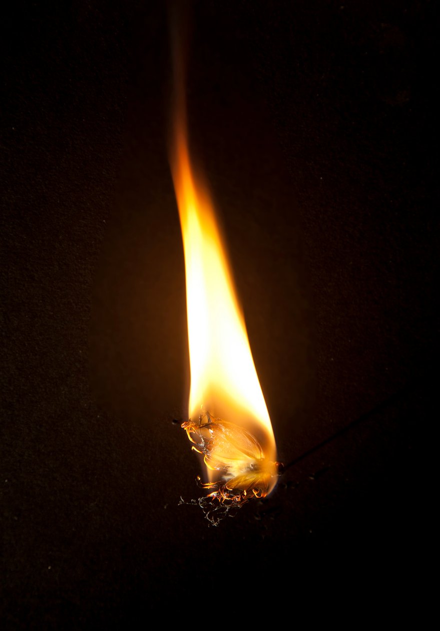 Brennender Schmetterling 3, 2013 von Mat Collishaw