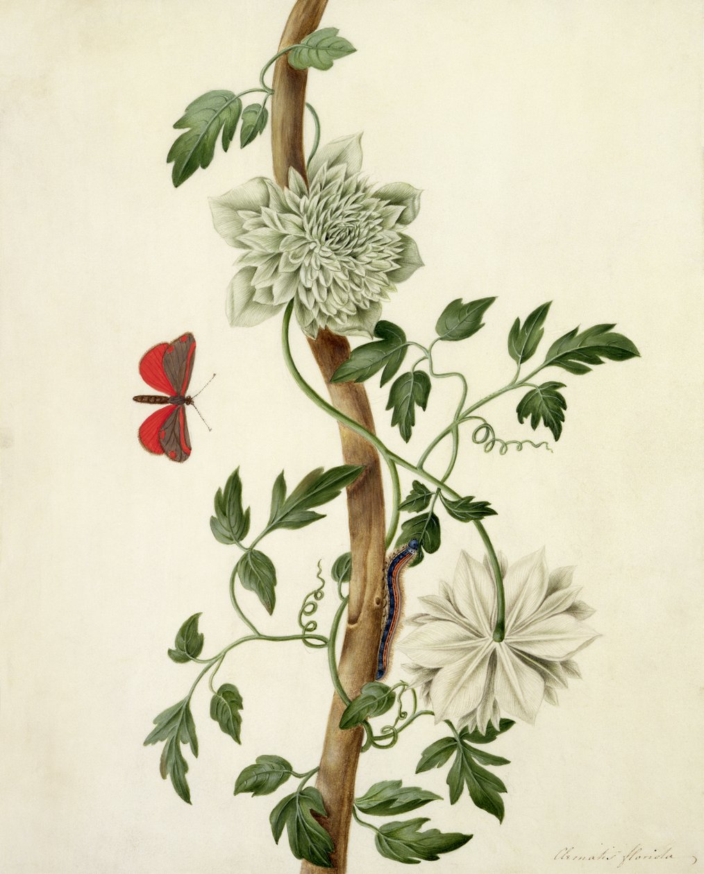 Clematis Florida mit Schmetterling und Raupe von Matilda Conyers