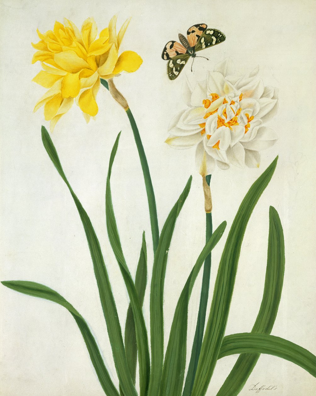 Narzissen und Schmetterling von Matilda Conyers