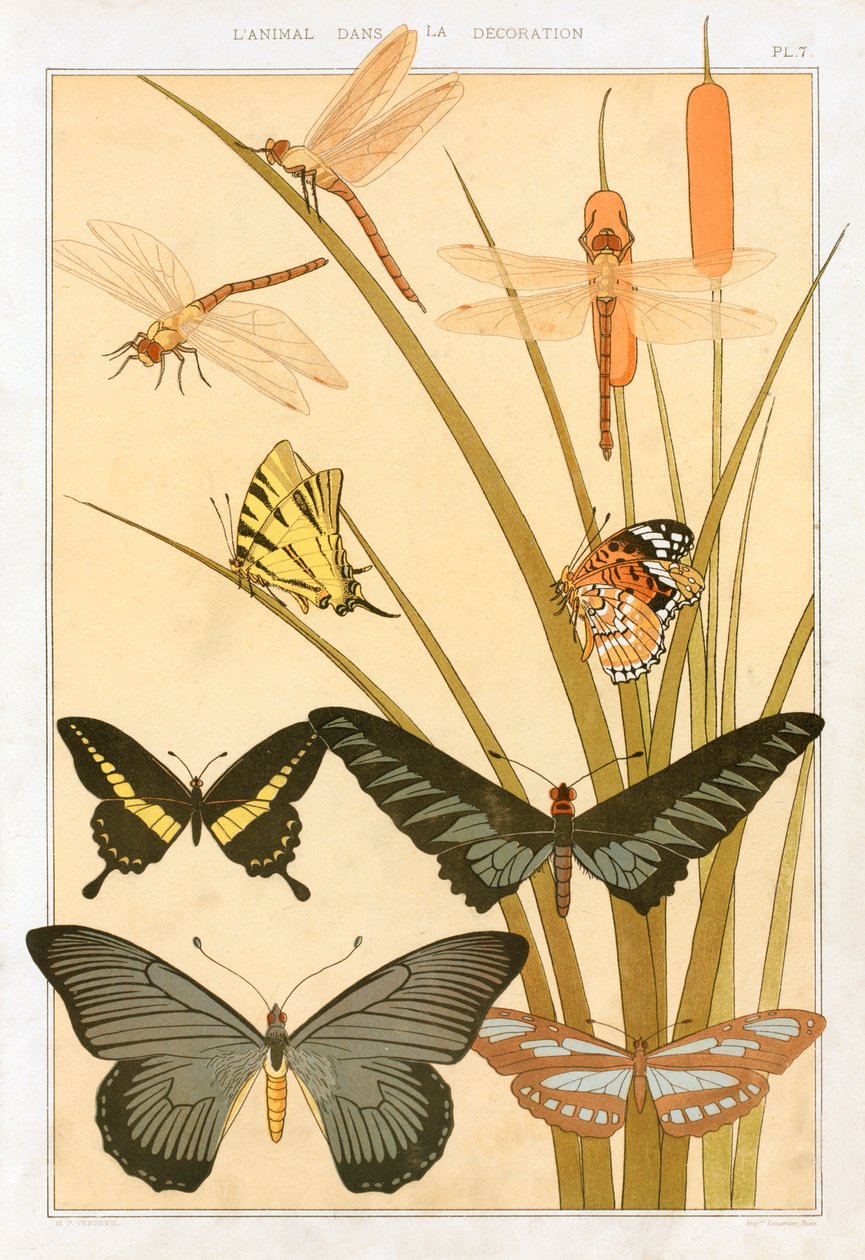 Schmetterlinge von Maurice Pillard Verneuil