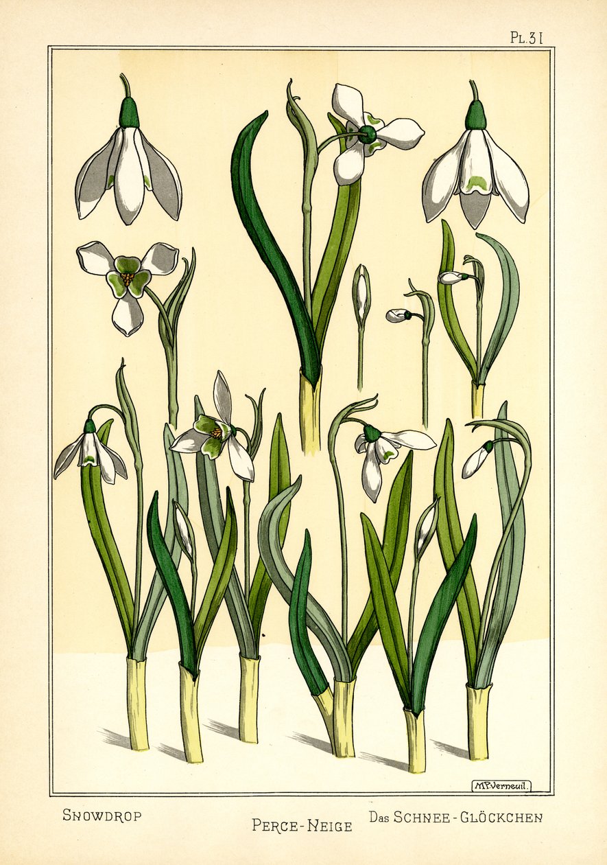 Das Schneeglöckchen von Maurice Pillard Verneuil