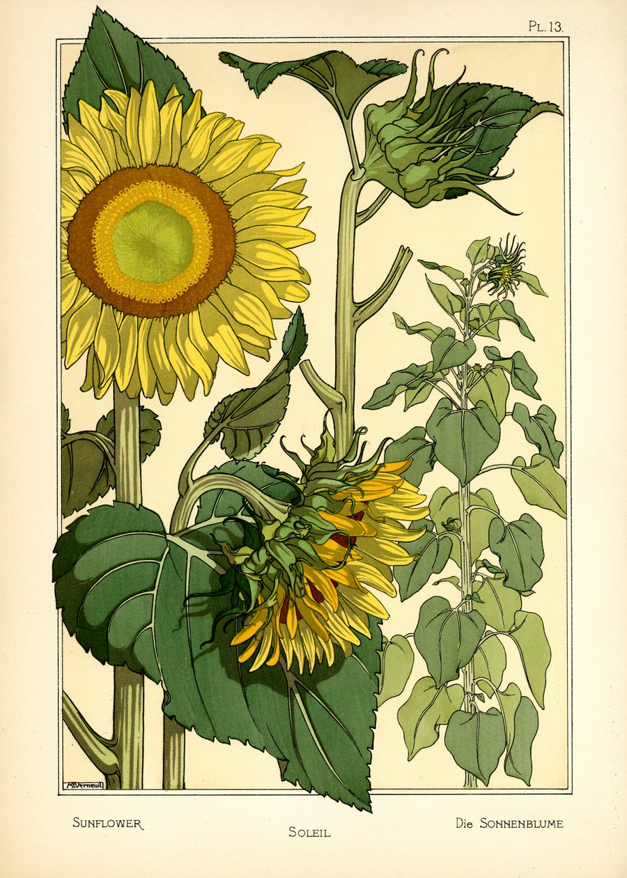 Die Sonnenblume von Maurice Pillard Verneuil