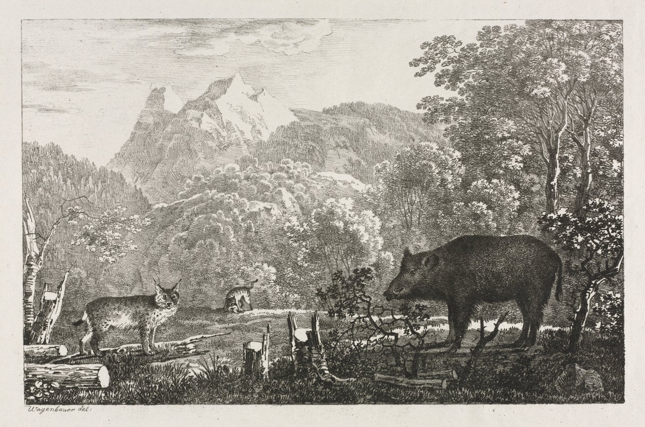 Wildschwein, Wildkatze und Luchs, 1807 von Maximilian Josef Wagenbauer
