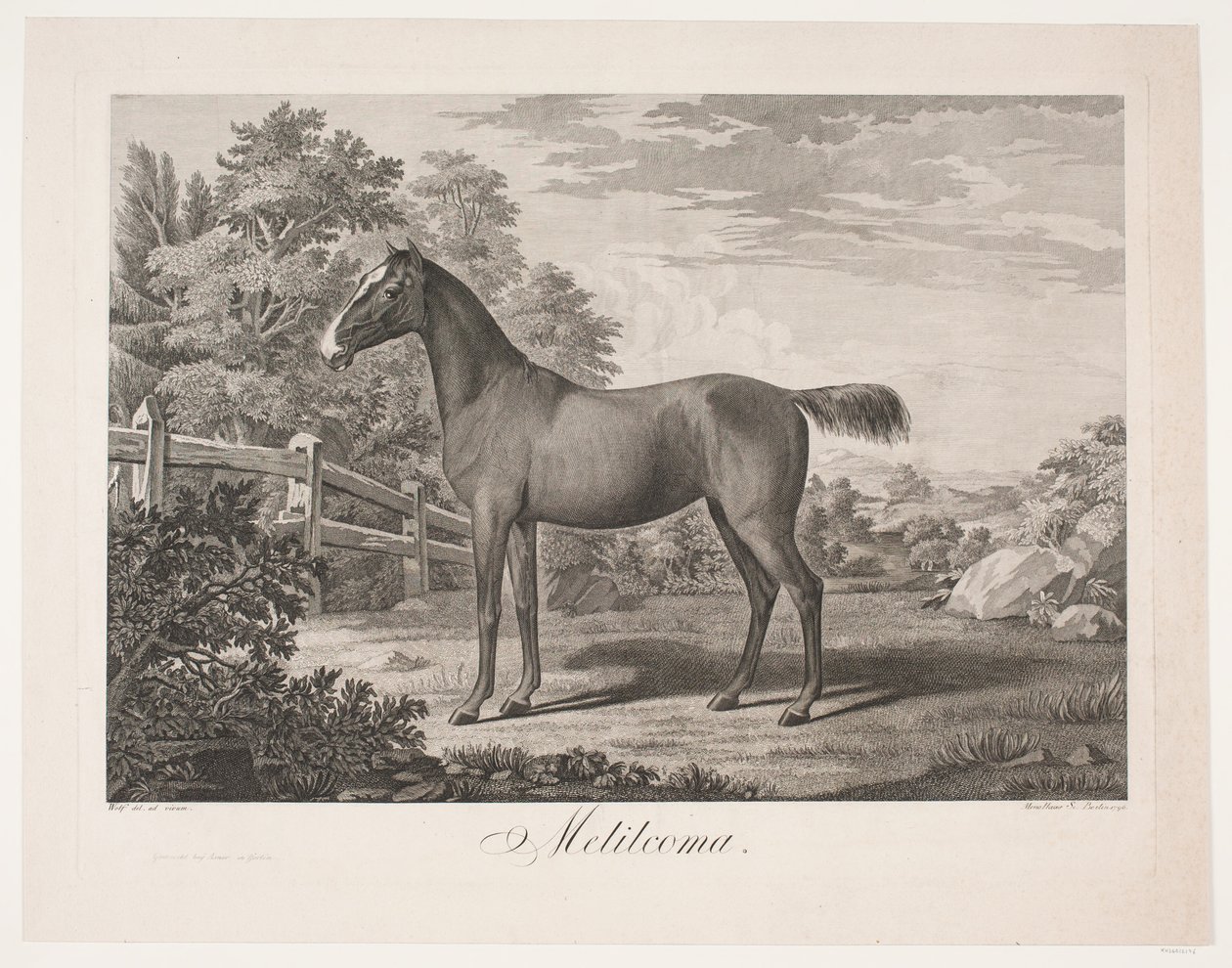Das Pferd "Melilcoma" von Meno Haas