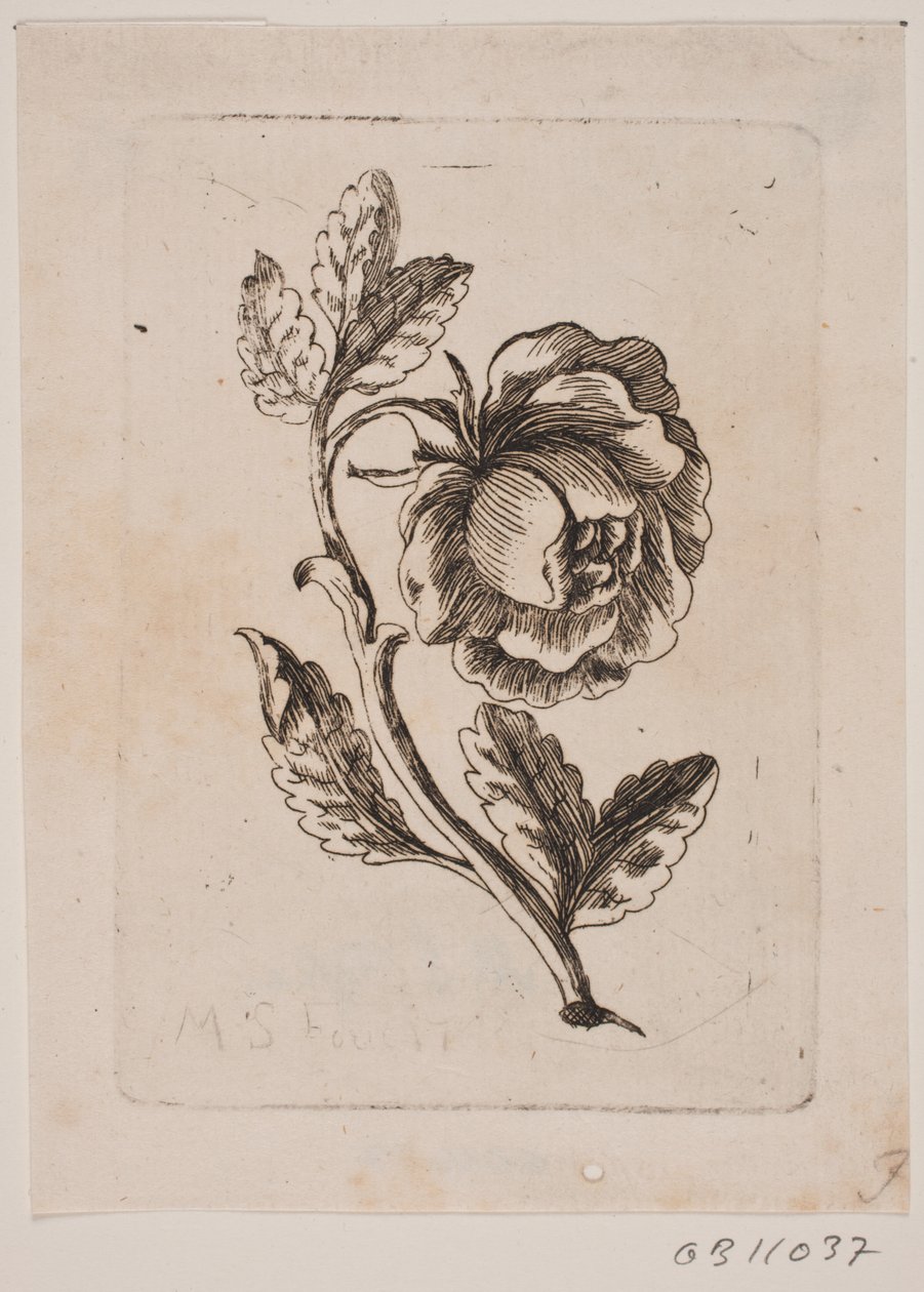 Eine Rose von Michael Fosie