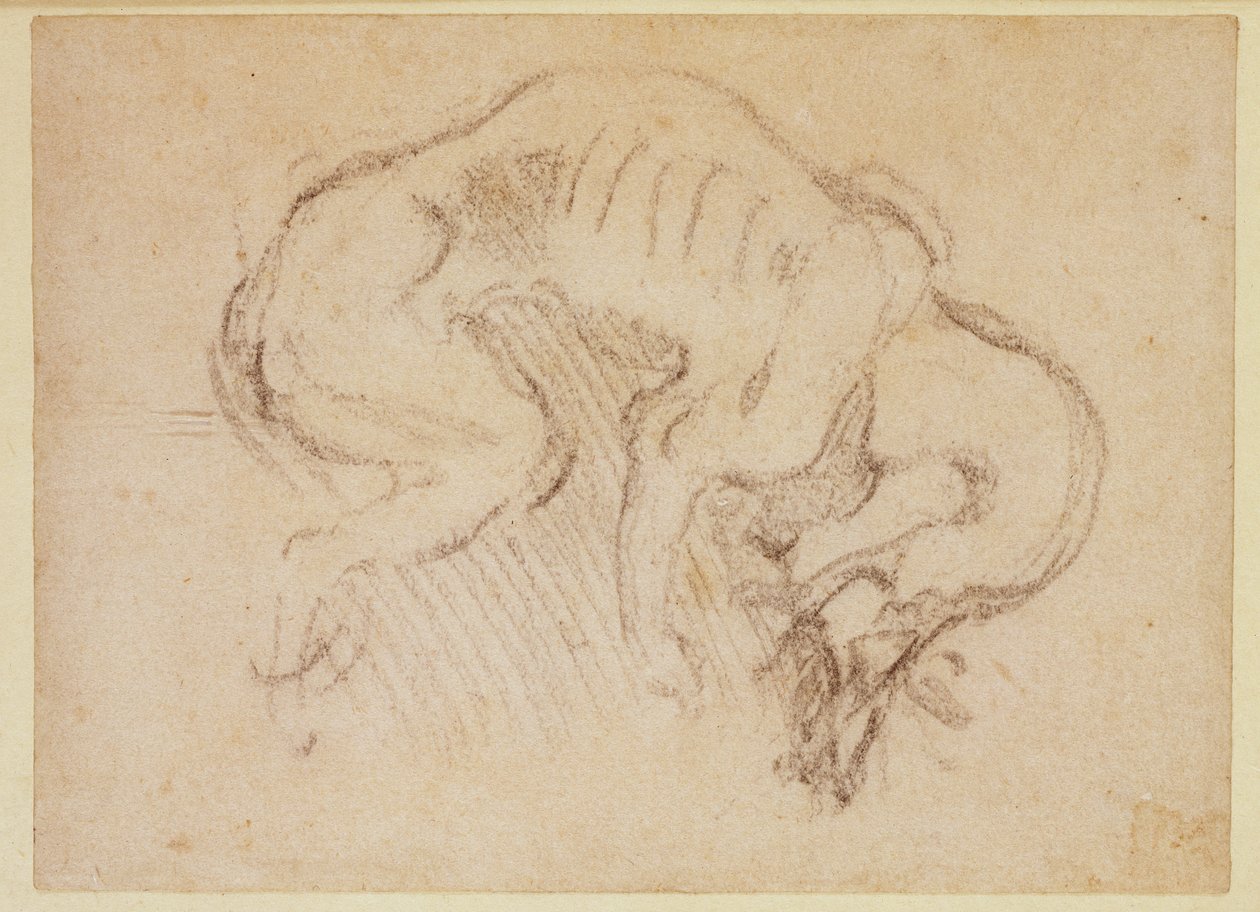 Studie eines Hundes von Michelangelo Buonarroti