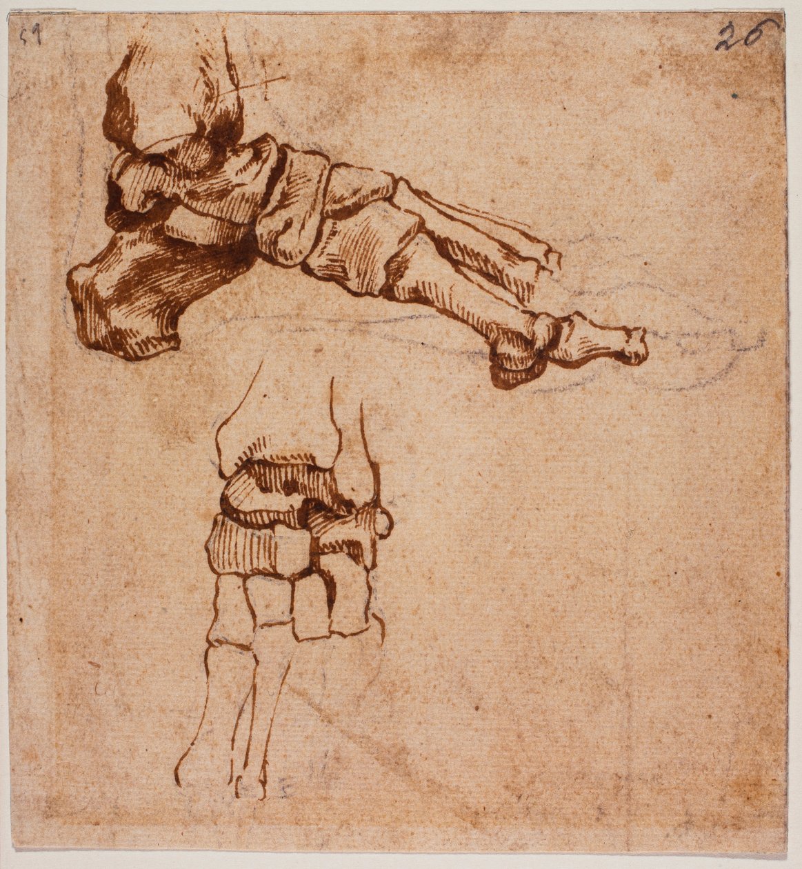 Anatomische Fußstudie von Michelangelo (after) Buonarroti