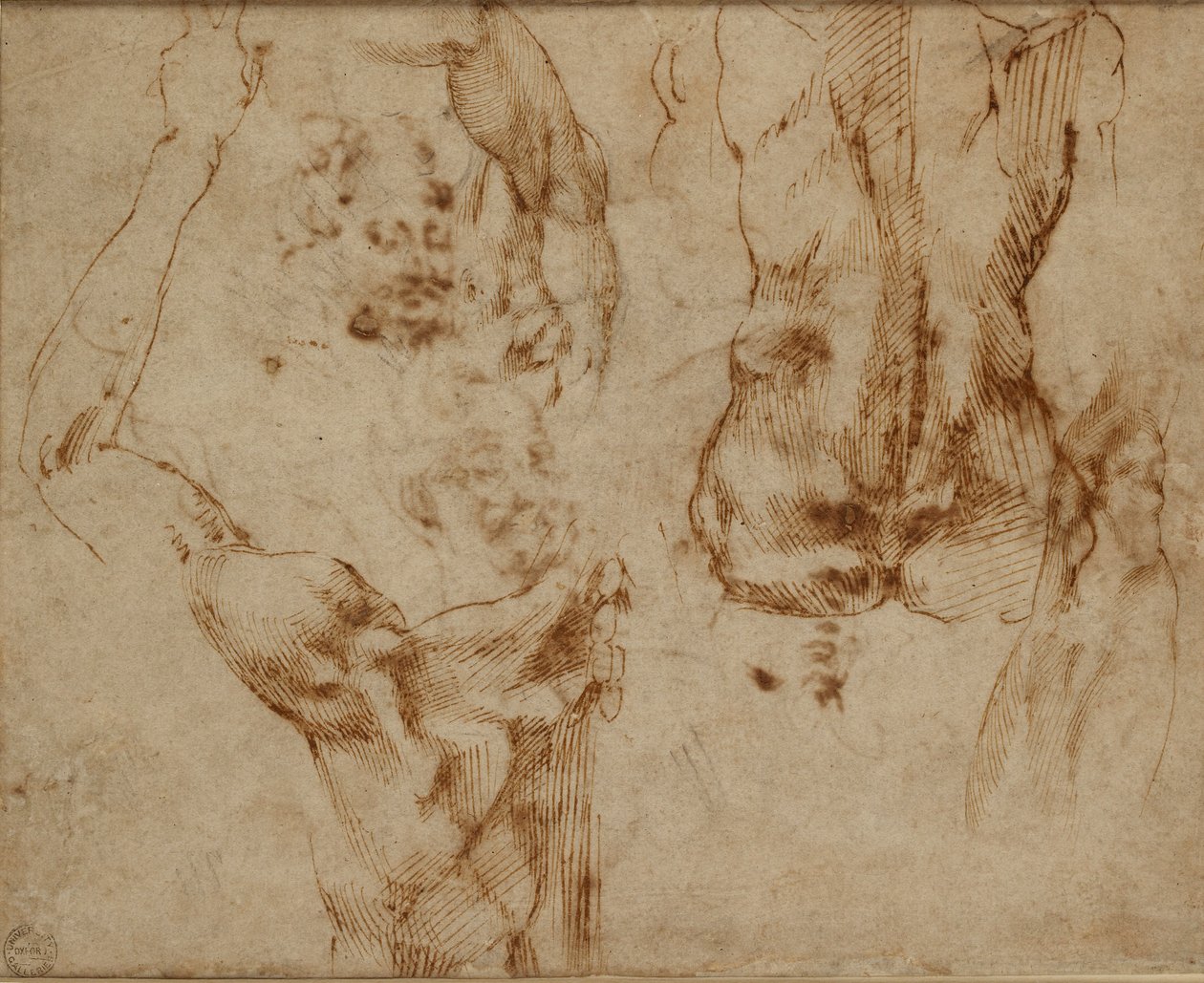 Aktstudien, ca. 1490-1560 von Michelangelo Buonarroti