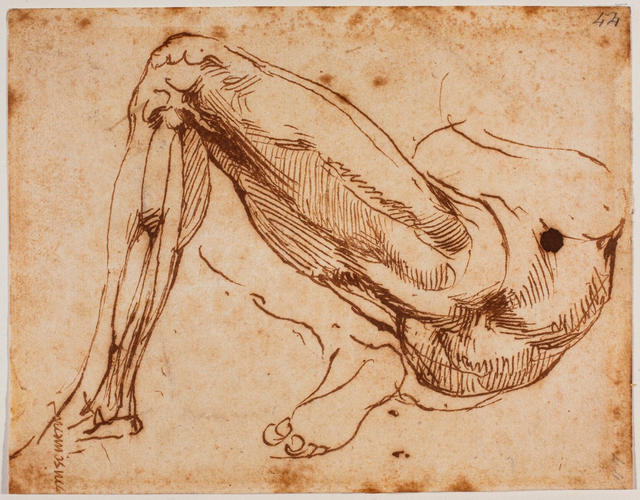 Studie von Beinen von Michelangelo Buonarroti