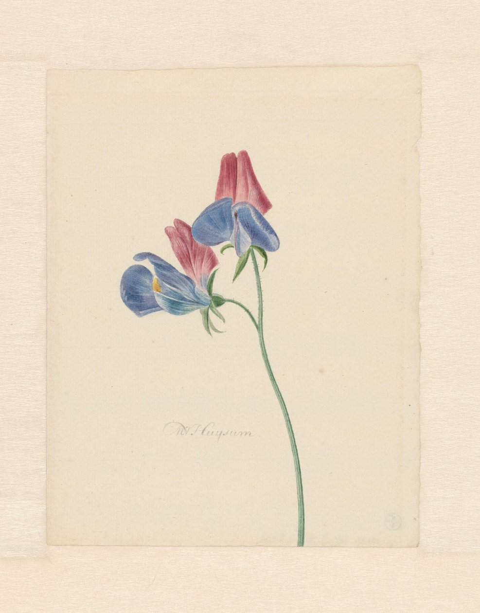 Zweig mit zwei Blumen von Michiel Van Huysum