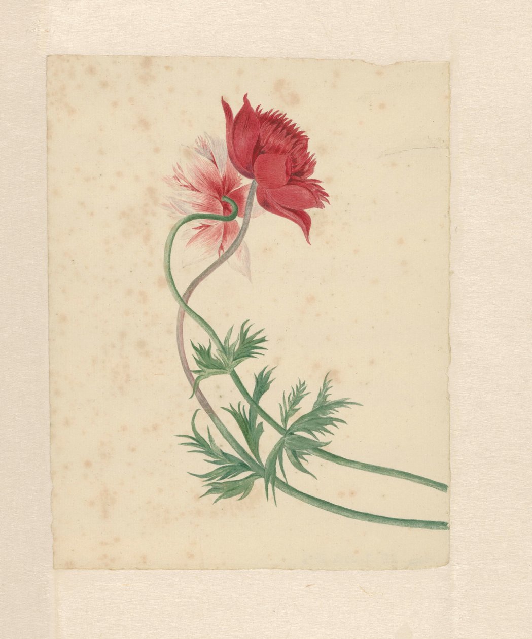 Zwei Zweige mit jeweils einer Blume von Michiel Van Huysum