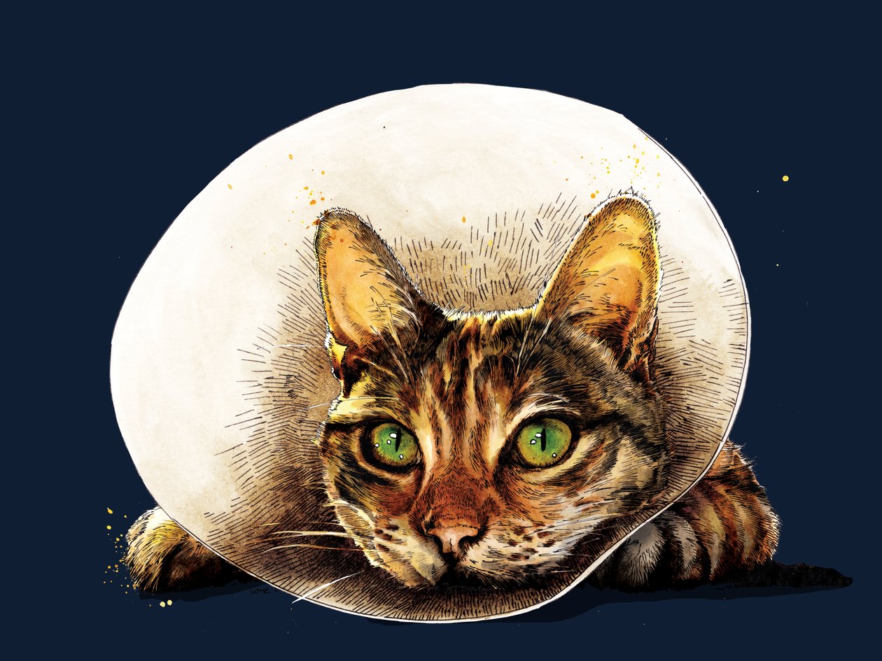 Gute Besserung Katze auf Mitternachtsblau, 2020 von Mike Davis