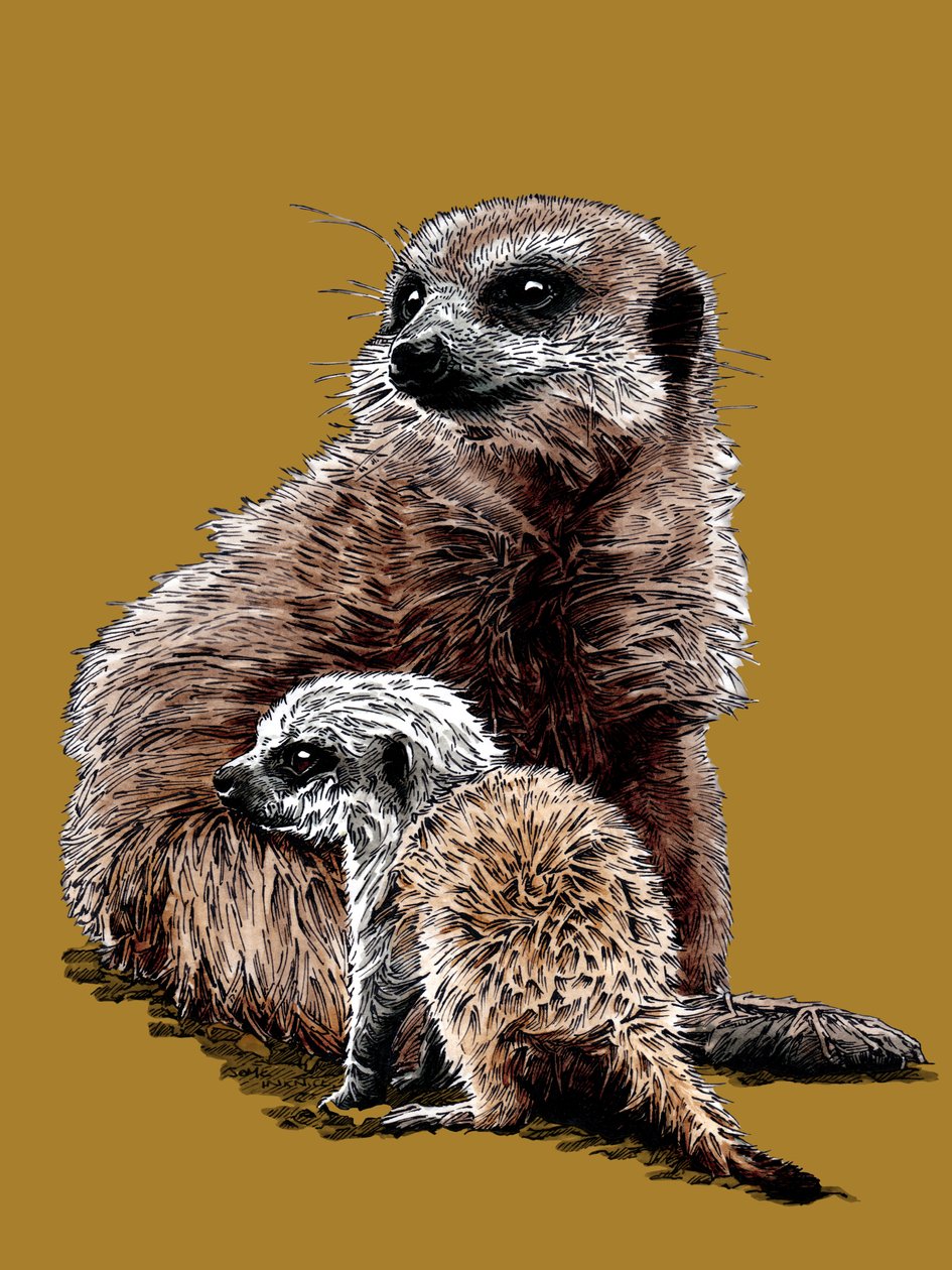 Neues Baby Erdmännchen auf Goldgelb, 2020 von Mike Davis