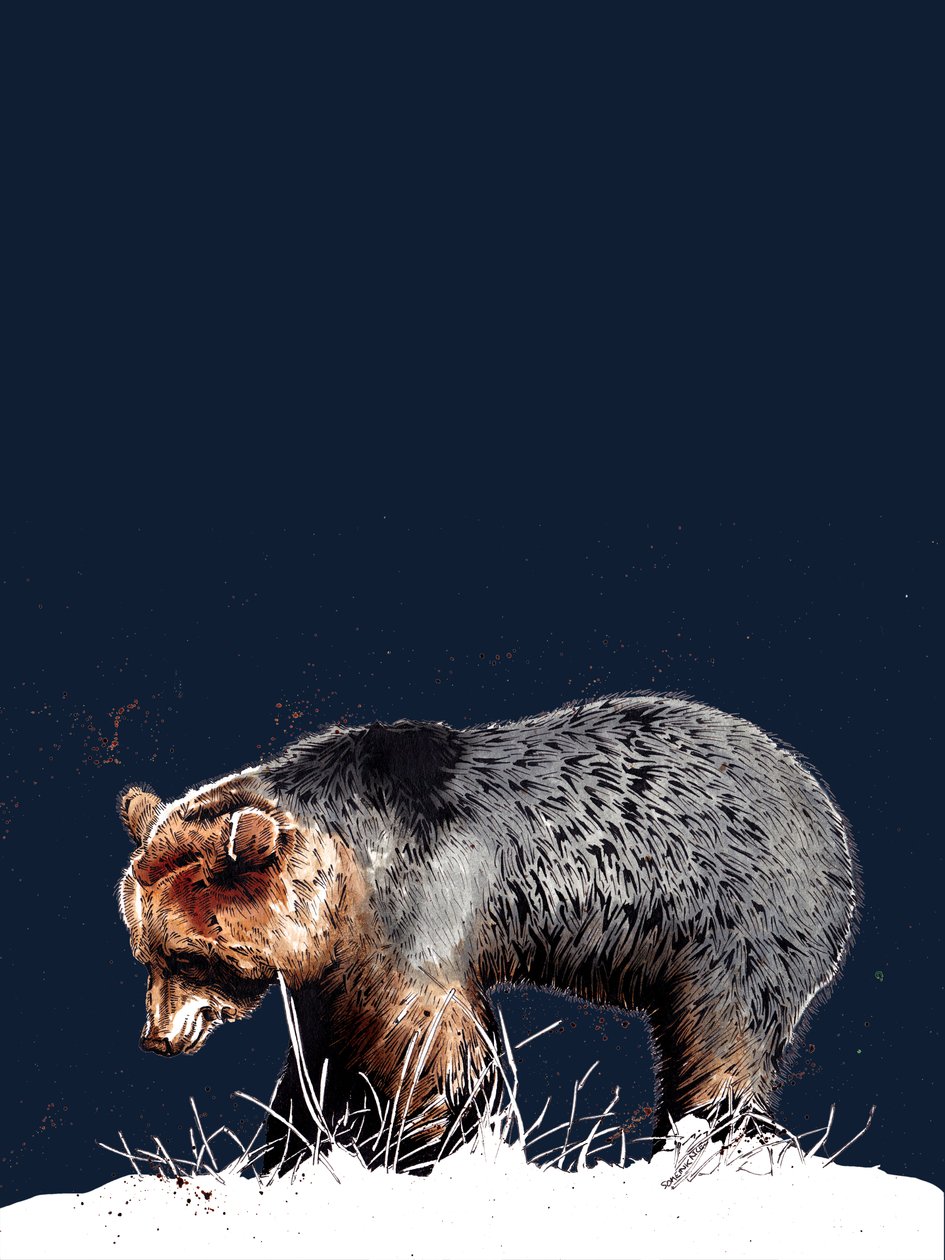 Der Bär auf Mitternachtsblau von Mike Davis