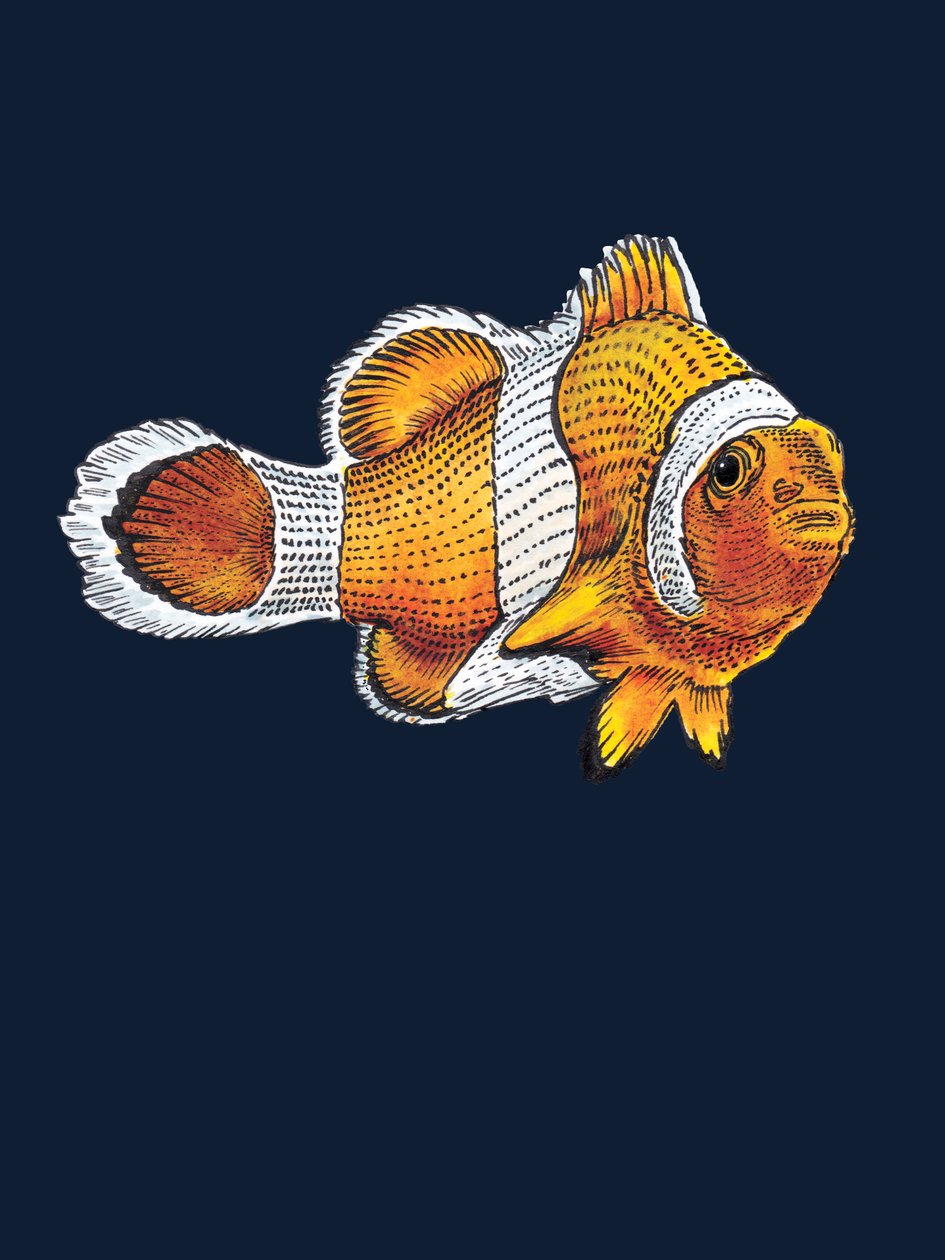 Der Clownfisch auf Mitternachtsblau, 2022 von Mike Davis