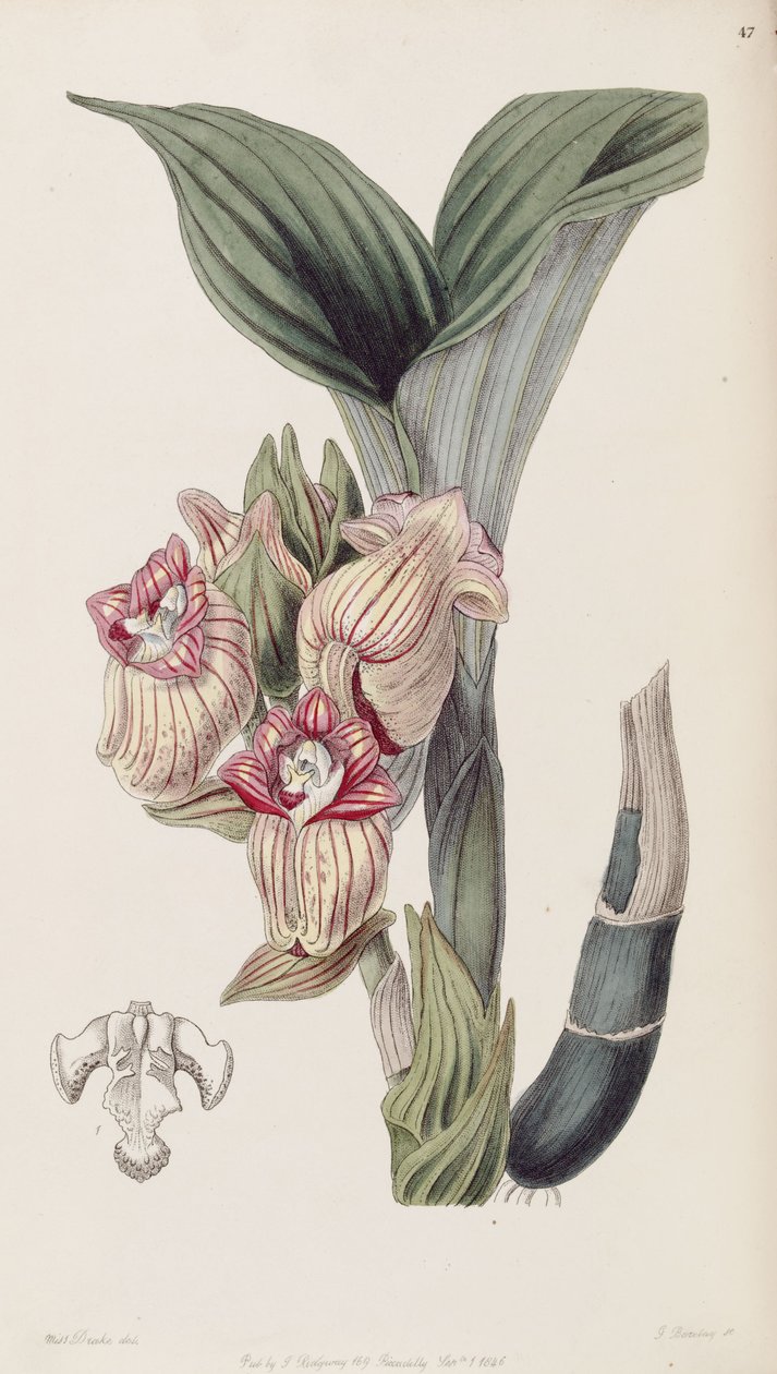 Acanthephippium javanicum von Miss Drake