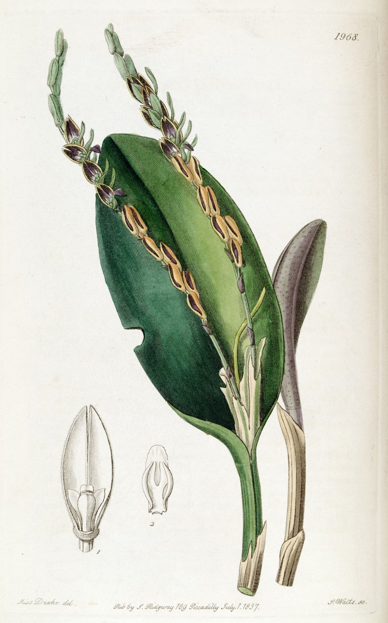 Acianthera saurocephala von Miss Drake