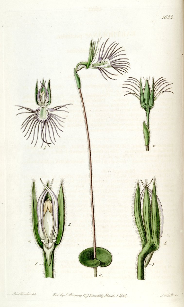 Bartholina burmanniana (als syn. Bartholina pectinata) von Miss Drake