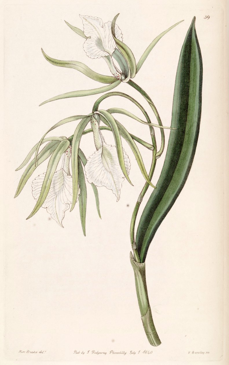 Brassavola venosa von Miss Drake