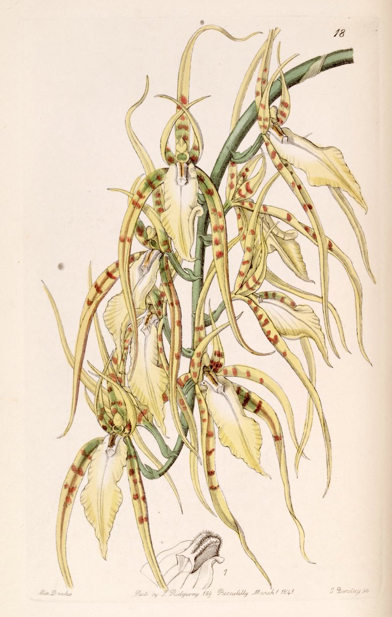 Brassia cochleata (als syn. Brassia lawrenceana) von Miss Drake
