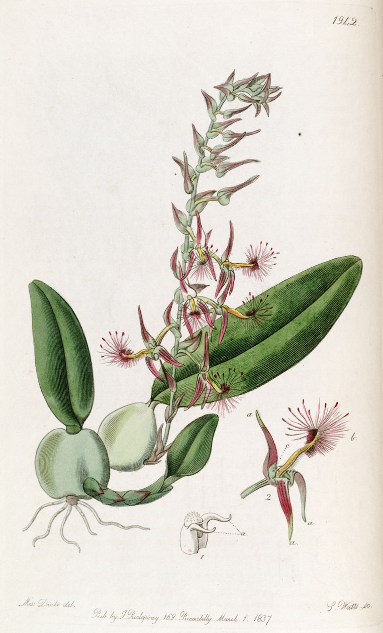 Bulbophyllum barbigerum (geschrieben Bolbophyllum barbigerum) von Miss Drake