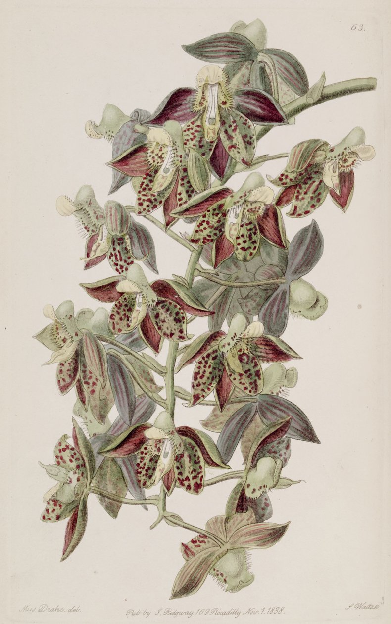 Catasetum atratum von Miss Drake