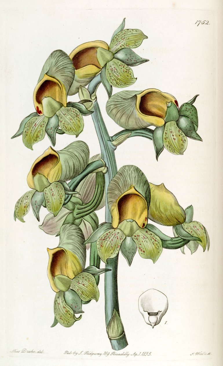 Catasetum cernuum (als syn. Monachanthus viridis) von Miss Drake