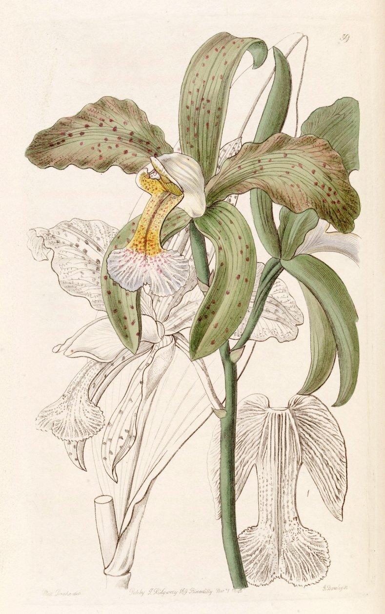 Cattleya granulosa von Miss Drake
