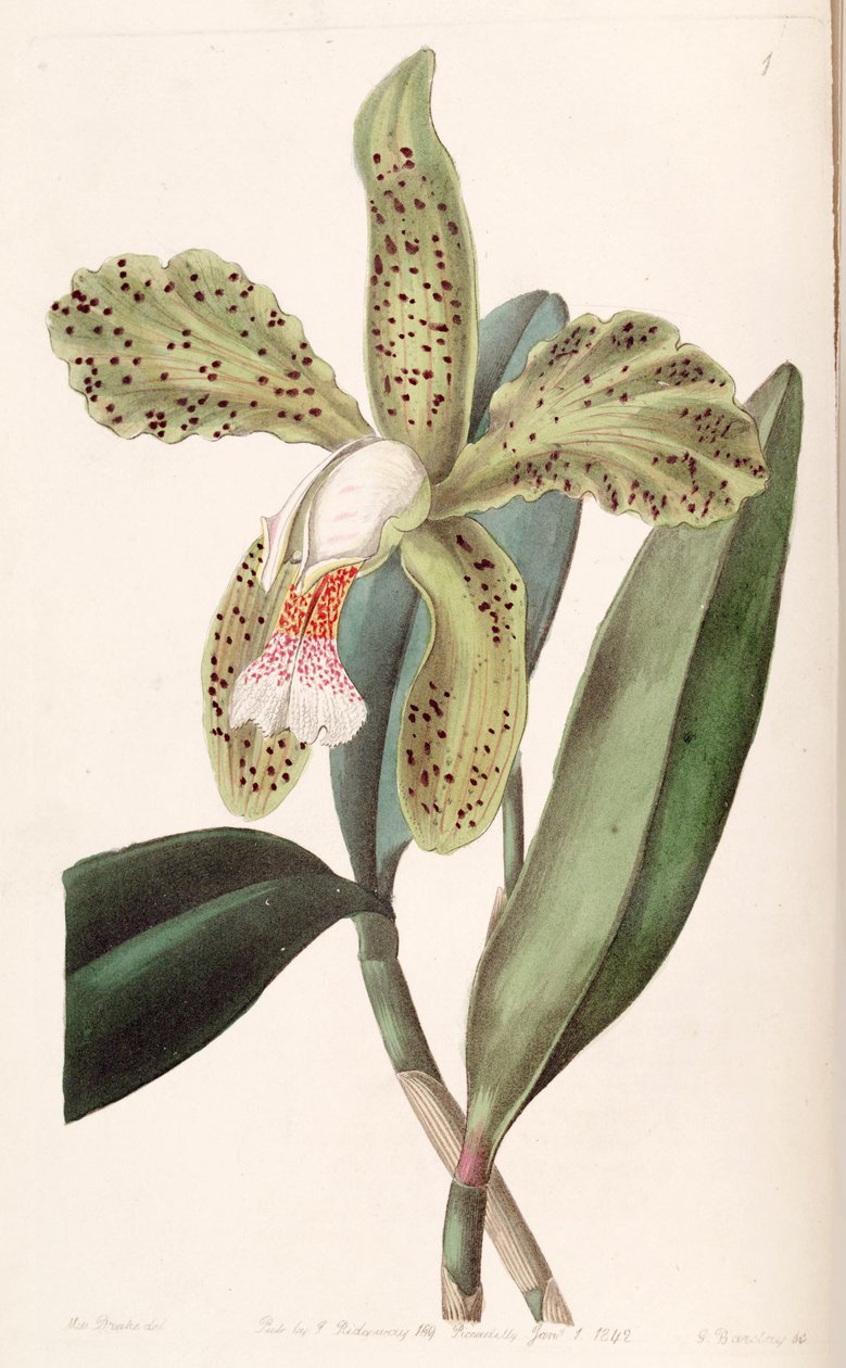 Cattleya granulosa von Miss Drake