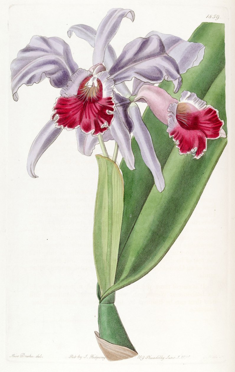 Cattleya labiata von Miss Drake