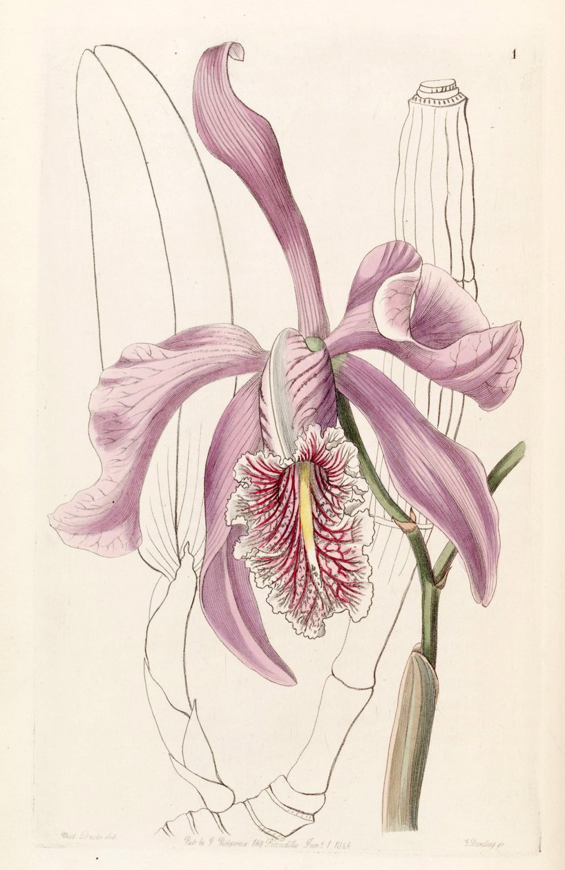 Cattleya maxima von Miss Drake