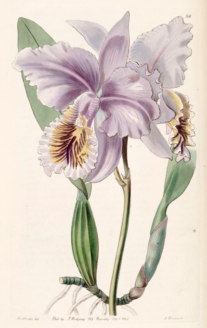 Cattleya mossiae von Miss Drake